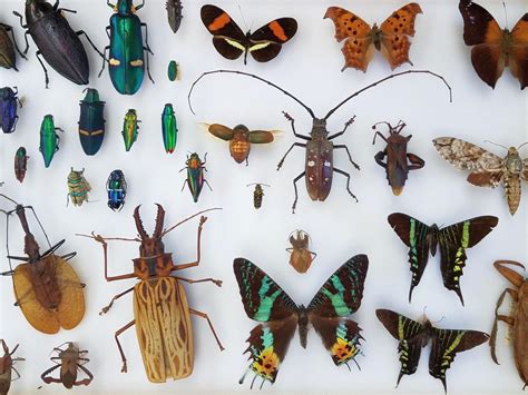 20 Fun Facts About Insects You Should Know! - Facts.net