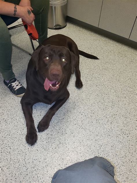 BOILING SPRINGS ANIMAL HOSPITAL - Boiling Springs PA - Hours ...