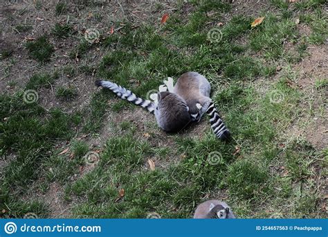 Lemur Lemures or Ghost Spirit 4 Stock Image - Image of madagascar ...
