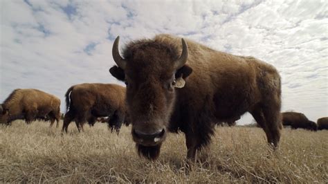 Buffalo: A Keystone to Native American Culture