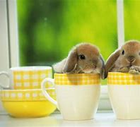 Image result for Cute Bunny Wallpaper for Tablet