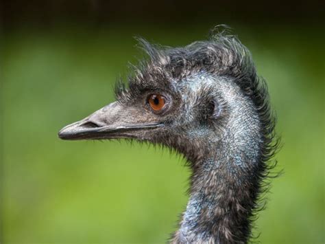 Google acquisisce Emu, app di messaggistica con assistente vocale