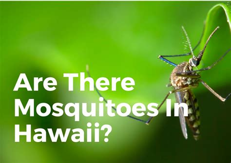 Why Does Hawaii Have No Mosquitoes at Arthur Snipes blog