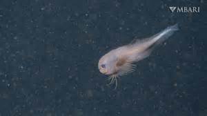 Bumpy Snailfish Careproctus Colliculi