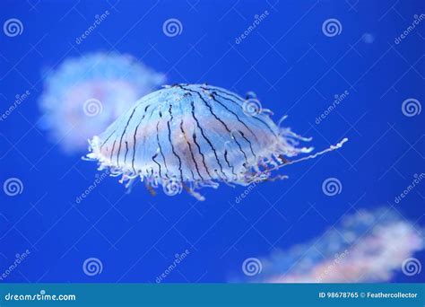 Flower hat jelly stock image. Image of japan, wildlife - 98678765