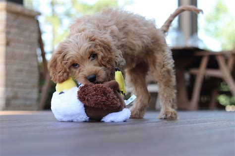 The Cavapoo Lifespan - How Long Do Cavapoos Live?