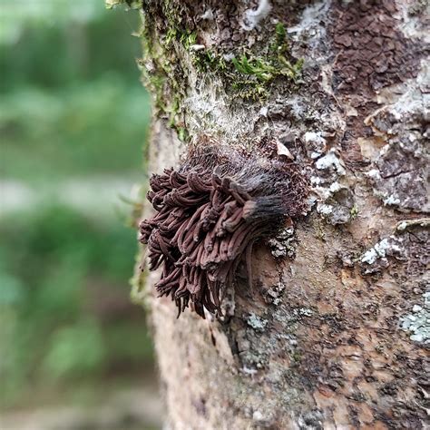 Chocolate tube slime mold I spotted today : r/mycology