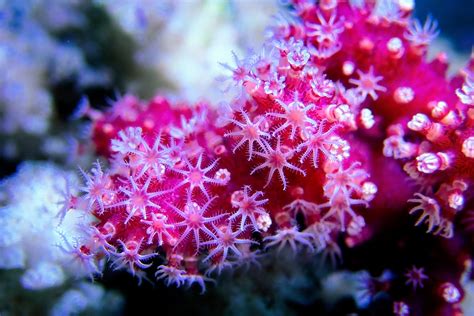 Soft corals (Alcyonacea) – Complete Overview & Care Guides | Reeflings