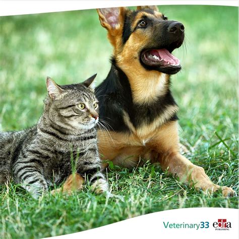 Why Cant Dogs And Cats Talk