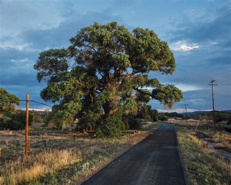 Fremont Cottonwood — Gathering Growth