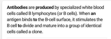 what is antibody and how can it produced - Brainly.in