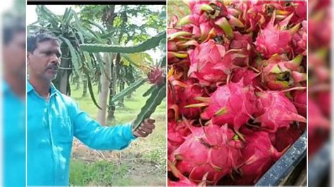 Success Story: 2 ಎಕರೆಯಲ್ಲಿ ಡ್ರ್ಯಾಗನ್ ಫ್ರೂಟ್ ಬೆಳೆದ ರೈತನಿಗೆ ಲಕ್ಷ ಲಕ್ಷ ...