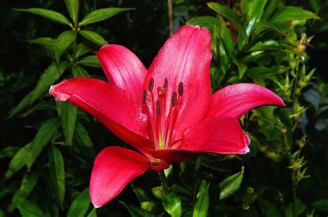 Hot Pink Lily Flower image - Free stock photo - Public Domain photo ...