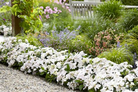 Image result for Runaway Bride Hortensie