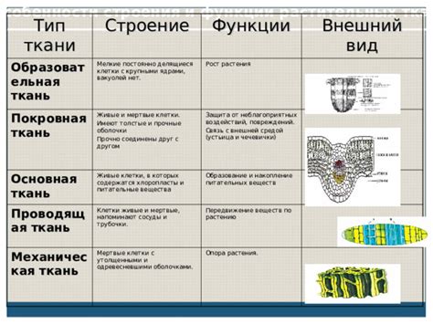 Растительные ткани - Биология - Презентации - 10 класс