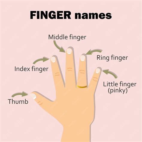 Premium Vector | Finger names