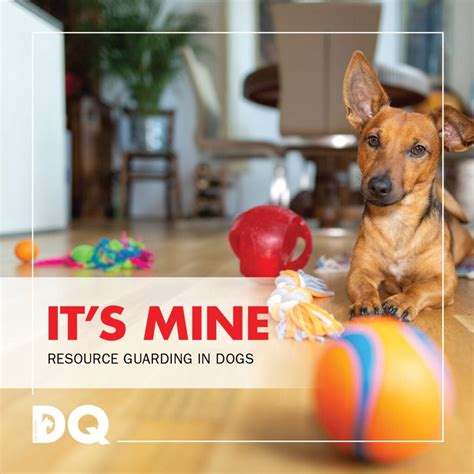 RESOURCE GUARDING IN DOGS | DQ Magazine