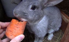 Image result for Hand Feeding Baby Rabbits
