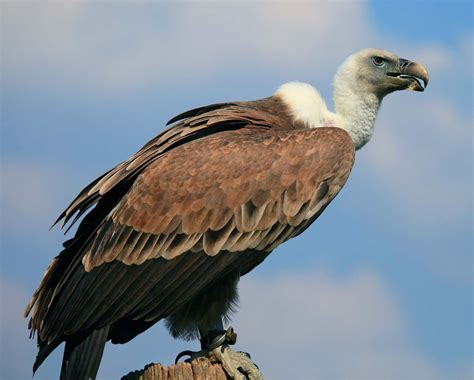 Vulture | Vulture, Vulture images, Largest bird of prey - species of vultures in north america