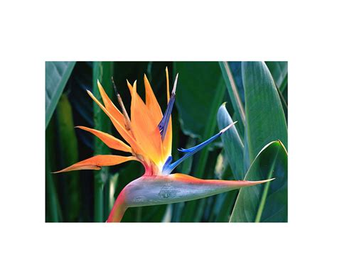 Flower Power Delhi| wholesale flower Indian flower Delhi|Flower types ...