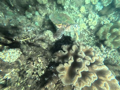 TRINCOMALEE SWIM WITH BLUE WHALES DIVING CENTER (2026) All You Need to ...