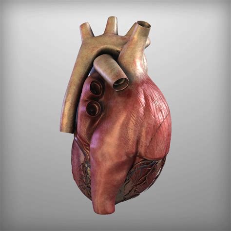 Limited Stock Human Heart Anatomy 3D Print Model OBJ, FBX Files Instant Download - Etsy Australia