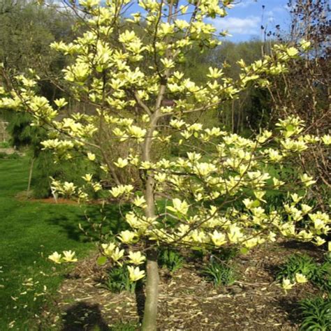Buy CHUXAY GARDEN Yellow Magnolia 'Butterflies' 5 Seeds Magnolia ...