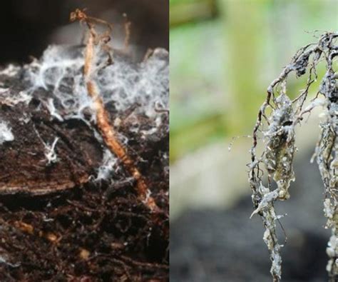 Supercharging Soil Health: Harnessing the Power of Mycorrhizae in Agri ...