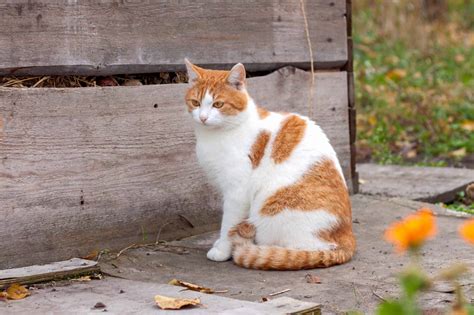 13 Orange and White Cat Breeds You'll Love (With Pictures)