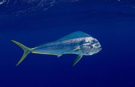 Is Mahi Mahi Tuna
