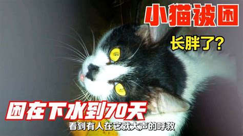 喂流浪猫有什么注意事项吗？ - 知乎