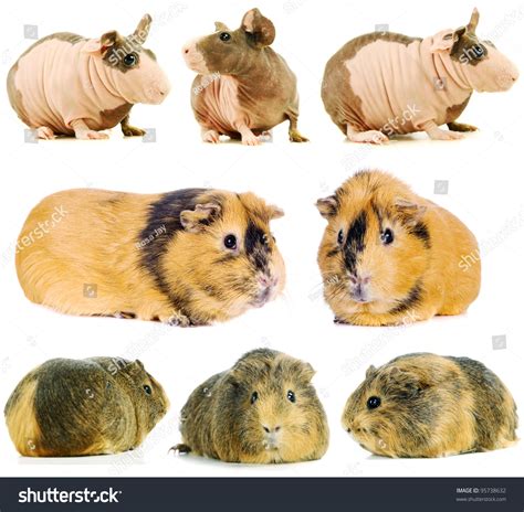 Types Of Guinea Pig Breeds , Ultimate List of Guinea Pig Breeds – SQLE