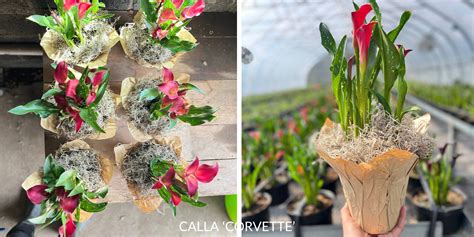 Indoor Calla Lily Care - Rooted Flowers