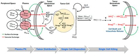 A Cell-Level Systems PK-PD Model to Characterize In Vivo Efficacy of ADCs