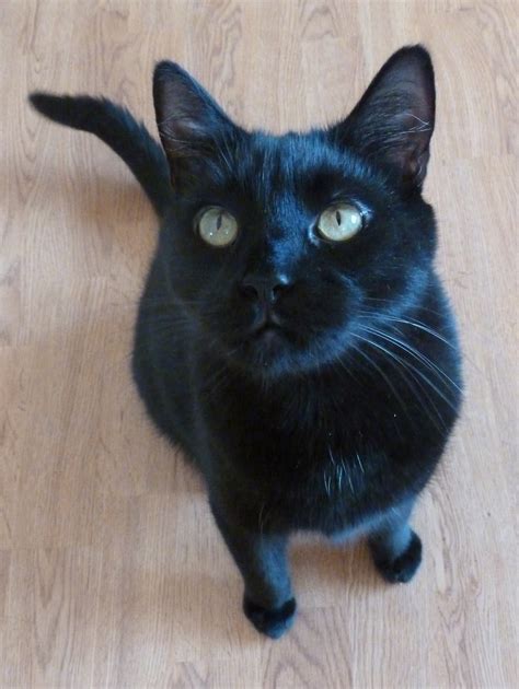 Siamese Cats Black | Siamese Cats And Kittens