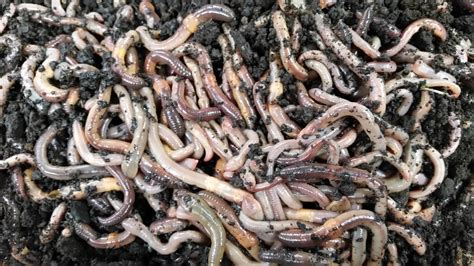 What Are Nightcrawler Worms at Randall Maupin blog