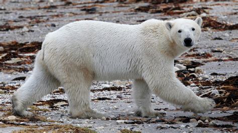 Polar bears killed 6 years ago stuck in storage after Senate blocks ...