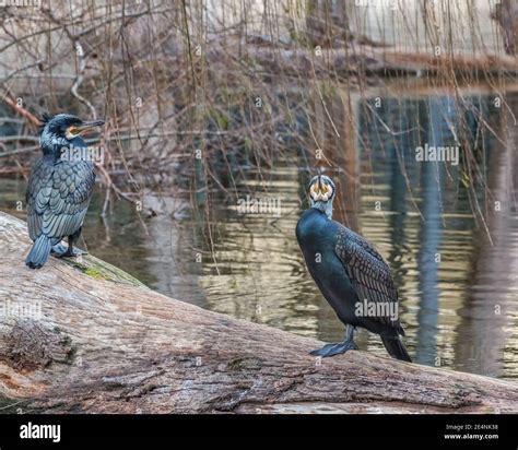 Fish eating birds hi-res stock photography and images - Alamy