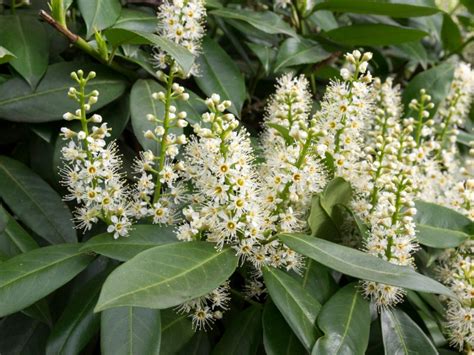 How To Prune Cherry Laurel Tree at Michelle Mowery blog