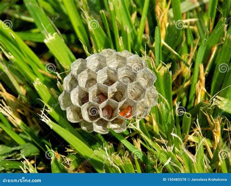 Wasp Nest with Wasps Maggots Inside it Stock Photo - Image of geometric, natural: 150485578