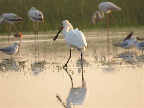 Eurasian Spoonbill, (Platalea leucorodia)
