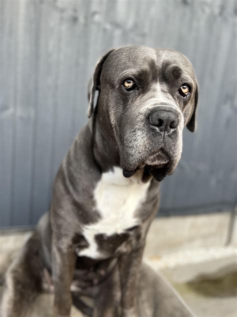 Pitbull Mixed With Cane Corso 44 Pitbull Mix Breeds With Photos