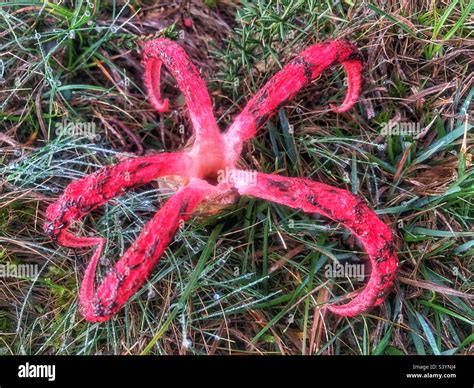 Devil's Fingers fungus (Clathrus archeri) and sometimes referred to as ...