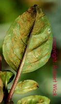 Rust Diseases of Ornamental Crops : Greenhouse & Floriculture : Center ...