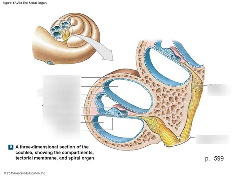 3D section of cochlea BIO 222 Diagram | Quizlet
