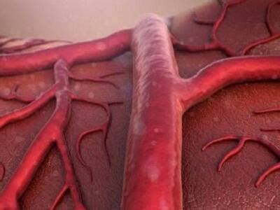 Is COVID-19 Really A Respiratory Disease? No, It Is A Vascular Illness ...