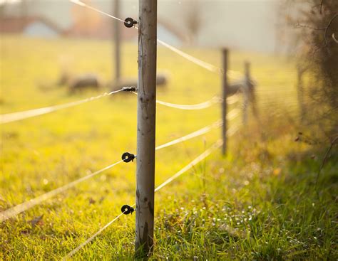 Weidezäune: Was muss ich als Landwirt beachten? | agrarheute.com