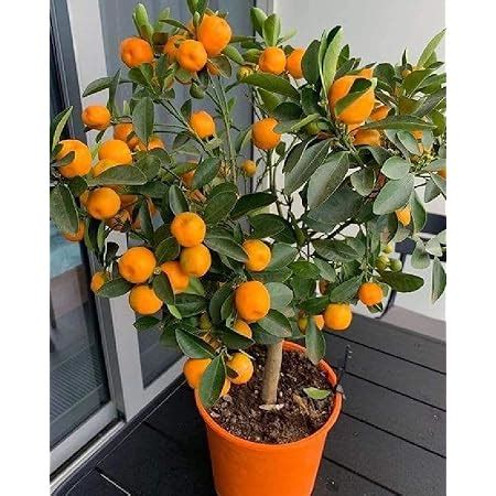 Mphmi Live Plant Nursery NCR Plant Orange Fruit, Santra (Grafted ...