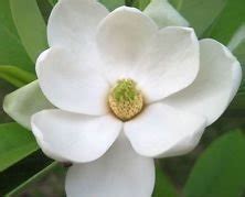 Buy Magnolia Tree Seed B60, sgrandiflora Northern Hardy Forms Tree ...