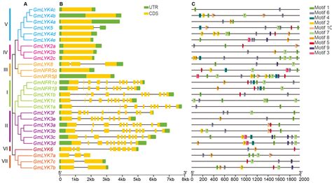 Genome-Wide Identification of the Soybean LysM-RLK Family Genes and Its ...